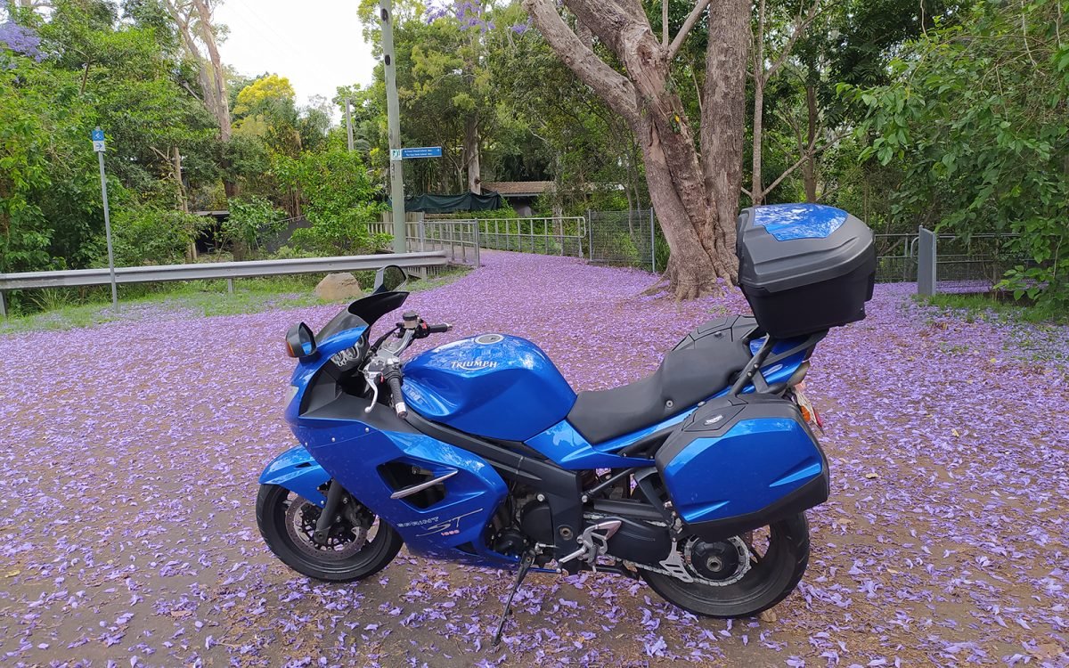 Trasplante de corazón para Verbena 💙